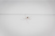 daddy long-legs spider on white wall inside a home in Australia