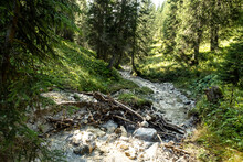 Small Forest Stream InMiemingRange During Summer