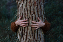 Woman's Hands Hugging Tree In Forest