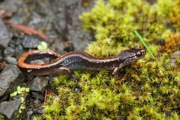 Sticker - Close up of the yellow form of the Western redback salamander , Plethodon vehiculum at Holcomb area, Washington state on forest floor