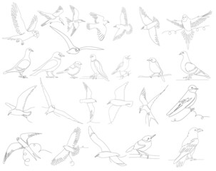 Wall Mural - birds set one line drawing, outline, vector