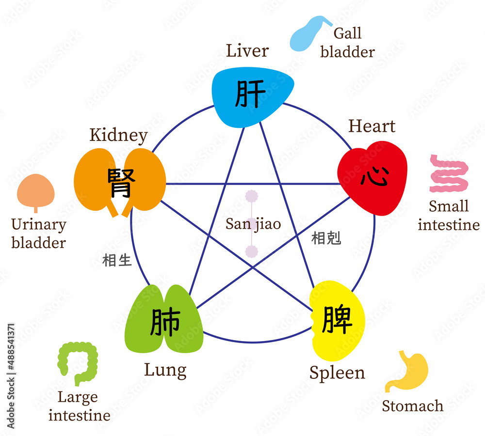 五行と五臓六腑、東洋医学、英語 Stock Vector | Adobe Stock