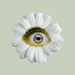 © master1305 - White camomile flower with an eye inside it on light background. Modern design. Contemporary art. Creative collage. Beauty, art, vision, fashion