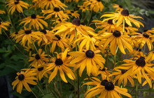 Black-eyed Susans Or Rudbeckia Hirta In A Flowerbed
