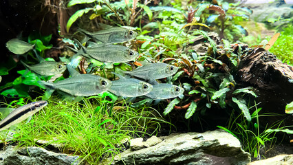 Flock of fish Costae Tetra (Moenkhausia costaea) with Siamese Algae-eater (Crossocheilus oblongus)  in the green aquarium