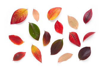 Wall Mural - autumn red blueberry leaves isolated against a white background