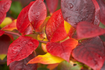 Wall Mural - a close-up of red autumn blueberry leaves on a blueberry bush outside, uk.