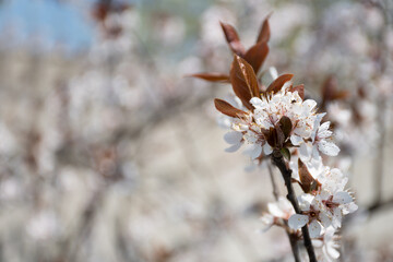 Wall Mural - Fluffy blooming sakura twig on a background of flowering trees on a clear spring day: a place for text, spring tabloid