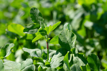 Canvas Print - Green alfalfa on the field.