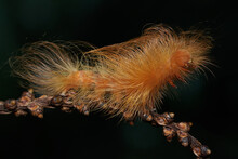 A Caterpillar Is Foraging In A Bush. These Animals Like To Eat Young Leaves And Fruits.
