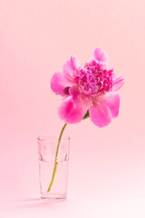 Wall Mural - Pink peony in glass vase on pink background. Floral card design