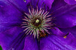 © Diana Hlachová - Detail of Blue Phlox flower.