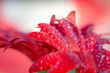 © Diana Hlachová - Macro photo detail of red bloom with water drops. Close up red gerbera flower.