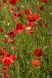 Fototapeta Maki - red poppies among the green grass in the summer
