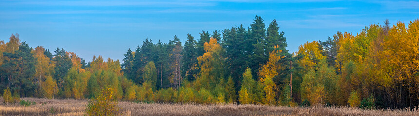 Wall Mural - trees with autumn leaves , and  blue sky