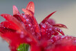 © Diana Hlachová - Macro photo detail of red bloom with water drops. Close up red gerbera flower.