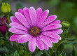 © Diana Hlachová - close-up of a fresh flower of osteospermum ecklonis  with water drops. against a green blurry background