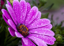 Close-up Of A Fresh Flower Of Osteospermum Ecklonis  With Water Drops. Against A Green Blurry Background