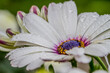© Diana Hlachová - Close up detail of white bloom Osteospermum with water drops. Lovely flower african daisy on macro photo. Natural floral background.