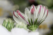 © Diana Hlachová - Isolated close-up flowering Osteospermum, white and purple African daisy natural floral background. Macro detail flower photo.