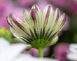 © Diana Hlachová - Isolated close-up flowering Osteospermum, white and purple African daisy natural floral background. Macro detail flower photo.