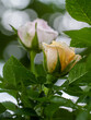 © Diana Hlachová - orange bud of lovely rose.  Close up detail of beautiful bloom rosa in the summer garden with water drops.