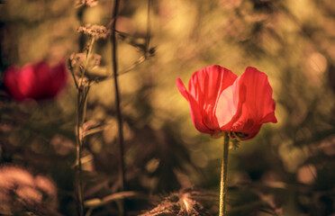 Wall Mural - red poppy flower in the field