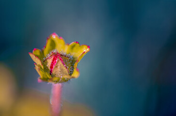 Wall Mural - drops of water on a flower bud