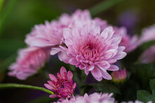 Beautiful Deep Pink Mums Flowers Is Blooming In Pot At Flower Market,blurred Background,, Pink Chrysanthemum In Close Up Photo Detail