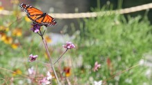 Monarch Butterfly Collecting Wild Flower Pollen, Garden, Medow Or Spring Lea. Botanical Bloom Or Floral Blossom Of Plants, Orange Insect Wings In Fresh Summer Herb Grass. Field Wildflowers Pollination