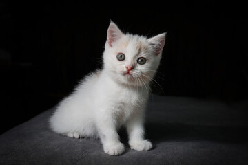 Wall Mural - Scottish fold cat sitting on black background. White Kitten on sofa in house.