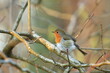Robin (Erithacus rubecula) on the branch