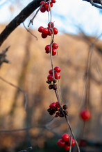 Cluster Of Winter Wild Red Berries Of Ribes Alpinum In Vertical Alongside Other Dry Berries