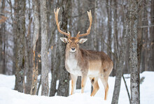Fallow Buck Deer (Dama Dama) With Large Antlers Poses In A Winter Field In Canada