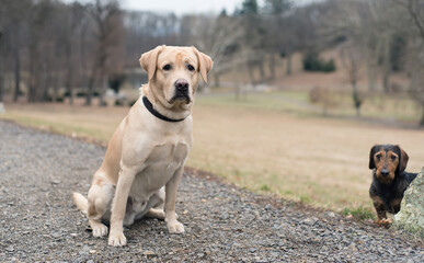 Wall Mural - Labrador retriever dog in the nature