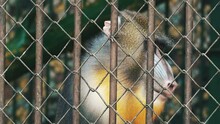 Close-up Of Lonely Monkey Behind Bars, Scratches Its Forehead And Examines The Ceiling In Slow Motion. Portrait Of A Pensive Macaque Behind Bars In The Zoo. Animals In Captivity Concept.
