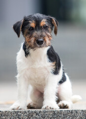 Wall Mural - jack russell wirehaired puppy on the steps of the breed