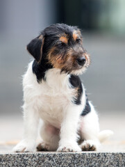 Wall Mural - jack russell wirehaired puppy in the yard