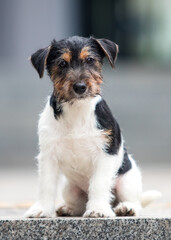 Wall Mural - jack russell wirehaired puppy in the yard
