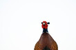 © Staffan Widstrand - Close up of a Common pheasant with a white background