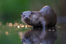 Eurasian Otter In The Water