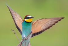 Eurasian Bee-eater