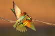 © Staffan Widstrand - Two Eurasian bee-eaters