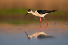 Black-winged Stilt In The Water With A Reflection