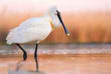 Eurasian Spoonbill In The Water