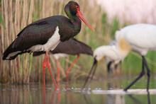 Black Stork In The Water With Other Birds