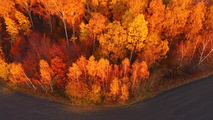 Wall Mural - Fantastic autumn forest glows in the sunlight from a bird's eye view. Filmed in 4k, drone video.