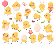 Cute Chicken Set, Vector Illustration