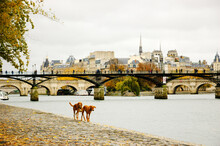 Paris, France. Two Dogs Walking At Seine River Embankment. 