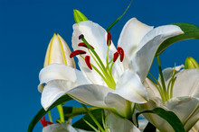 White Easter Lily In Full Bloom
